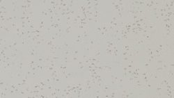 607 Ashen Concrete - Formica Solid Surface