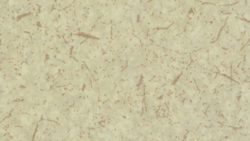 AV751 Celery Fiber - Pionite