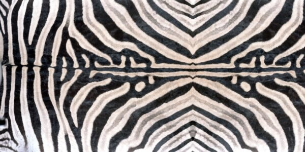 Y0062 Zebra - Wilsonart